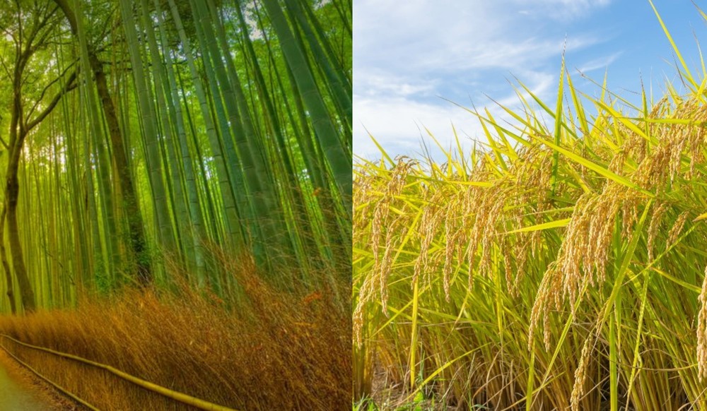 竹とイネ